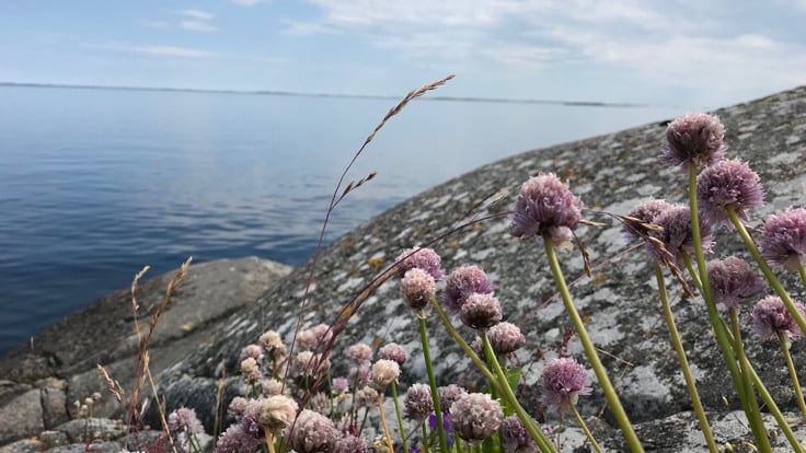 Lila blommor vid klippa vid havet.