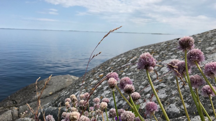 Lila blommor vid klippa vid havet.