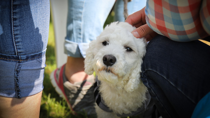 Vit mindre hund sitter på marken intill benet på en person som klappar hunden. 