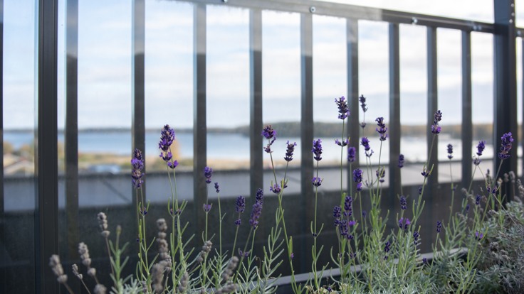 Blommor och utsikt över vatten från takterass