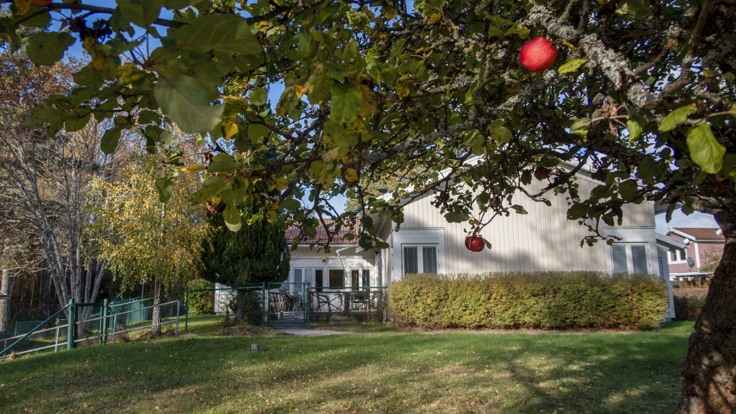 Äppelträd och gräsmatta framför hus