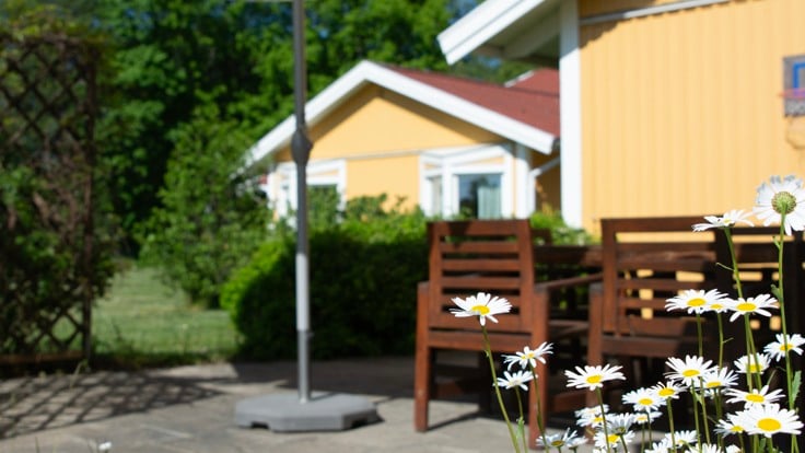 Prästkragar framför en solig altan